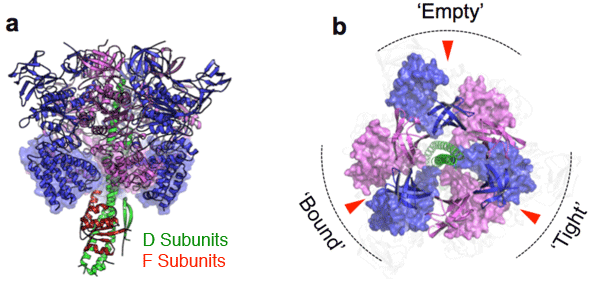 Fig. 3 X-ray diffraction image of V1-ATPase (A3B3DF complex)