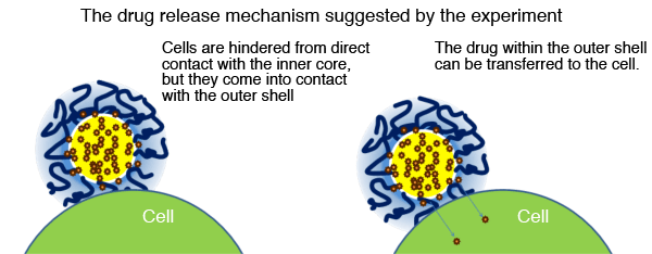 Fig. 6: The mechanism of DDS predicted from the measurement results.