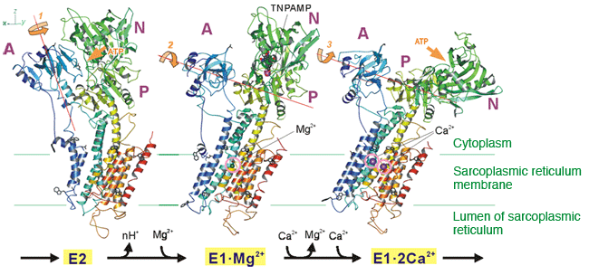 Fig. 1	Structural changes in a calcium pump as a result of the binding to calcium ions