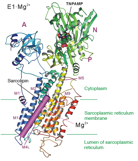 Fig. 2	Sarcolipin binding site