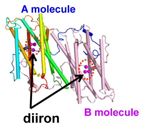 Fig. 1	Dimeric structure of TAO