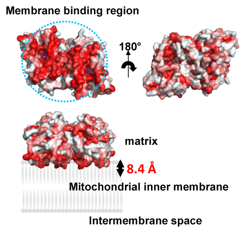 Fig. 2   Membrane-binding region of TAO (upper left) and proposed binding model of the TAO dimer to membranes.