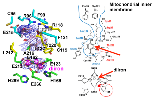 Fig. 3	Inhibitor binding region of TAO.