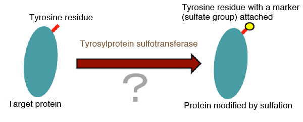 Fig. 1	Modification by sulfation