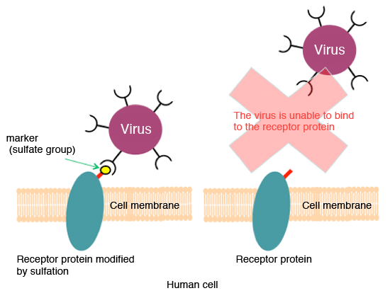 Fig. 2	Modification by sulfation serves as a marker at the time of viral infection