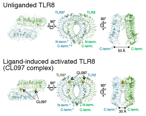 Fig. 1 Crystal structure of TLR8 dimer