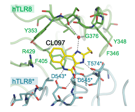 Fig. 2 Enlarged view of ligand-binding site of TLR8