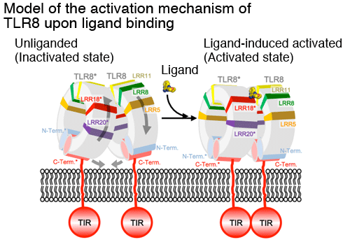 Fig. 3 Model of the activation mechanism of TLR8 upon ligand binding