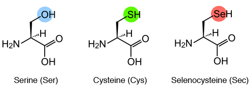 Fig. 1		Structural formulae of serine (Ser), cysteine (Cys), and Sec
