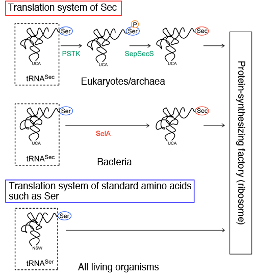 Fig. 2		Translation systems of Sec and standard amino acids