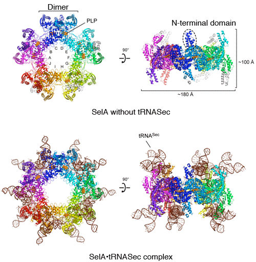 Fig. 3	Overall structures of SelA with and without tRNASec