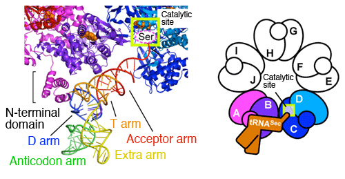 Fig. 4	Enlarged and schematic views of interaction between SelA and tRNASec
