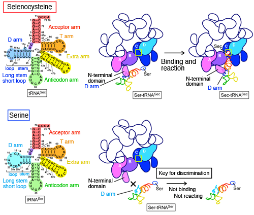 Fig. 5		Mechanism of discrimination of tRNASec from tRNASer