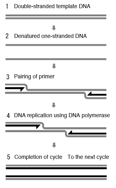 Fig. 1	PCR