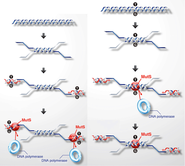 Fig. 3	Mechanism underlying error suppression by MutS