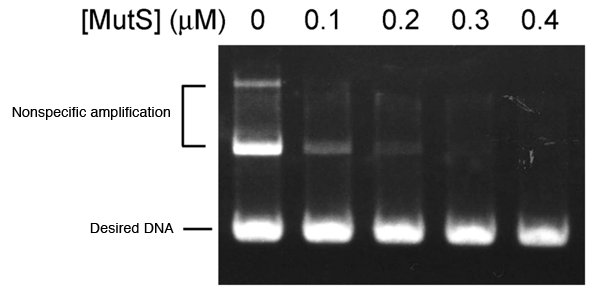 Fig. 4	Suppression of nonspecific amplification by MutS