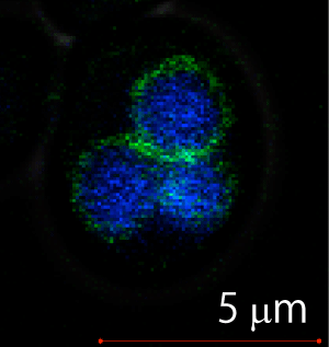 Fig. 1		TRPGz (green) expressed in budding yeast