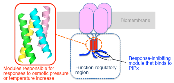 Fig. 2		Structure of TRPGz