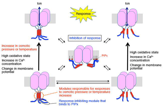 Fig. 3	Schematic of TRPGz functional mechanism speculated from the present results