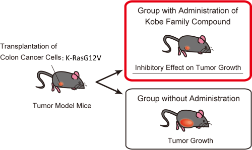 Fig. 5 Screening method for low molecular weight compounds which inhibit Ras function (2)