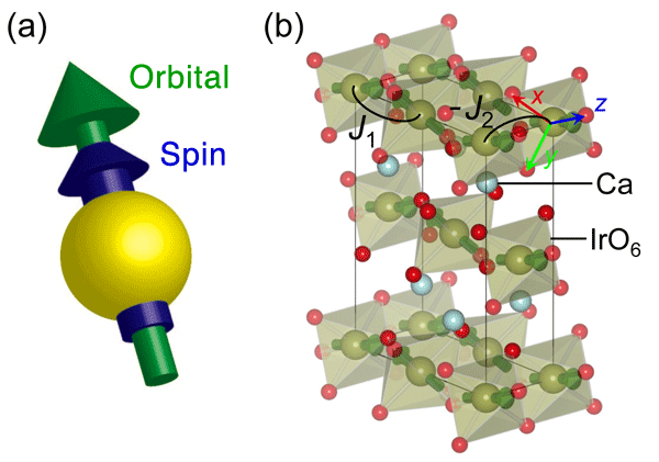 Fig. 3	(a) Magnetic moment of Ir ion in which spin and orbital angular moments are coupled as a result of the spin-orbit interaction.  (b) Magnetic structure of post-perovskite-type compound CaIrO3.