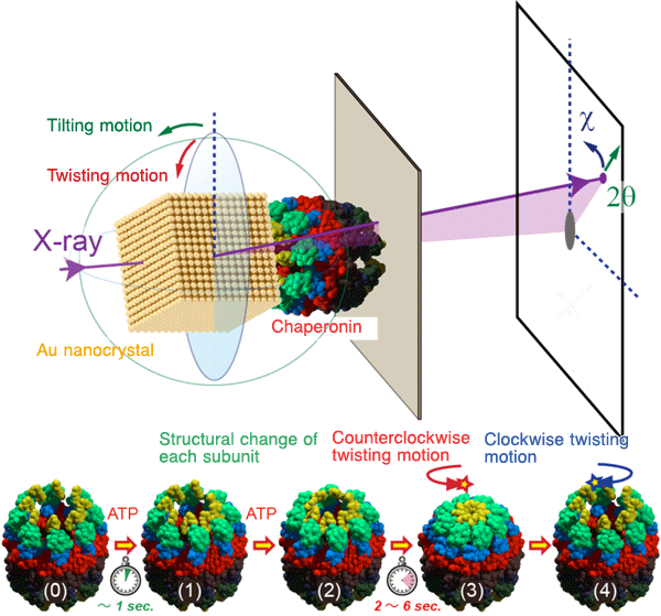 Figure 1 shows the model of structural changes of chaperonin observed in this study.