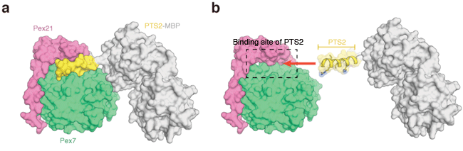 Fig. 1	Binding manner of PTS2 determined by crystal structure