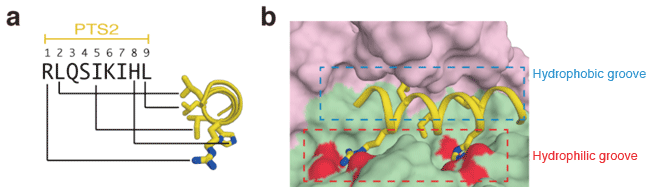 Fig. 2 	Close-up views of the PTS2 binding site