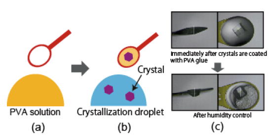 Fig. 1  Steps in mounting crystals by humid air and glue-coating (HAG) method and state of mounted crystals