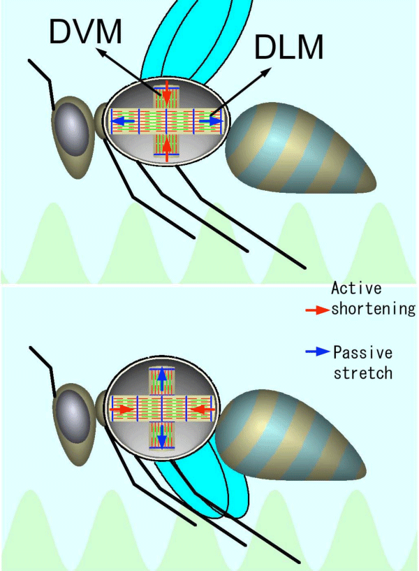 Fig 1. Schematic diagram showing the action of insect flight muscles.