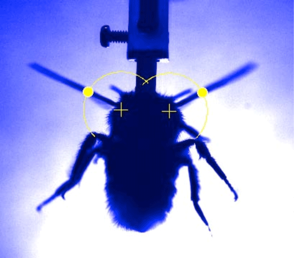 Fig. 3. One of the frames of a movie recording the wing-beat of a bumblebee.