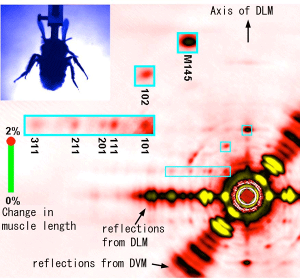 Fig. 4. One of the frames of X-ray movies.