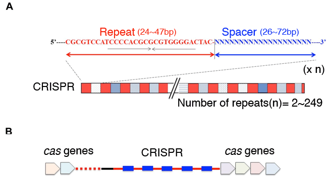 Fig. 1	CRISPR loci and cas genes