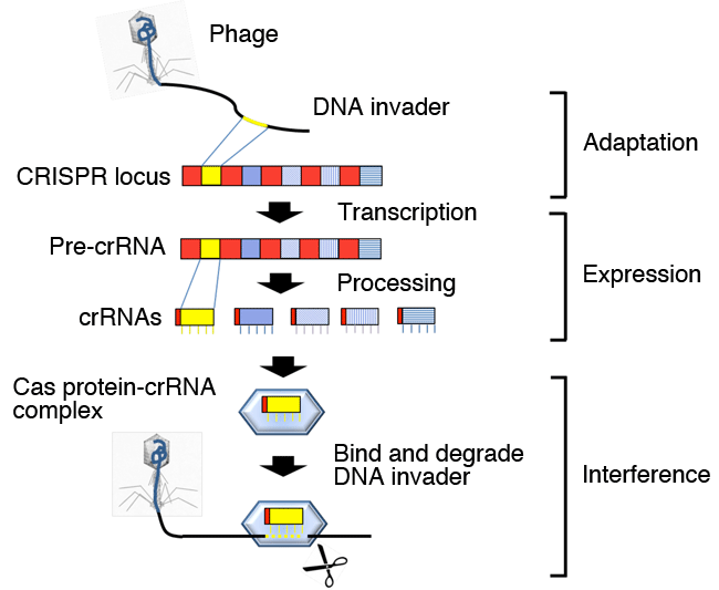 Fig. 2	Action mechanism of CRISPR-Cas system (example)