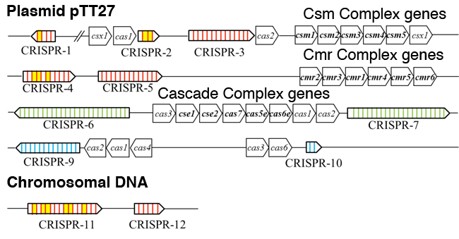 Fig. 3	CRISPR loci and cas genes on genome of T. thermophilus HB8