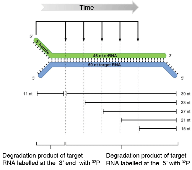 Fig. 4	Model for cleavage of target RNA by T. thermophilus Cmr complex