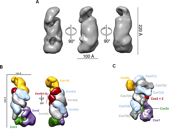 Fig. 5	Structure of Cmr complex obtained by electron microscopy