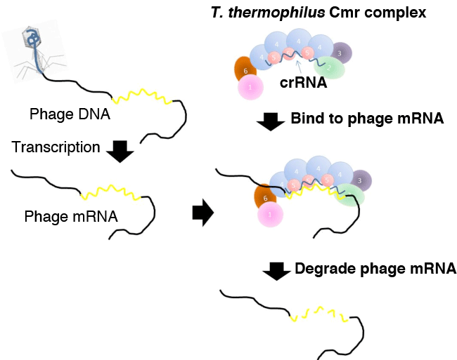 Fig. 6	Mechanism behind activity of T. thermophilus Cmr complex