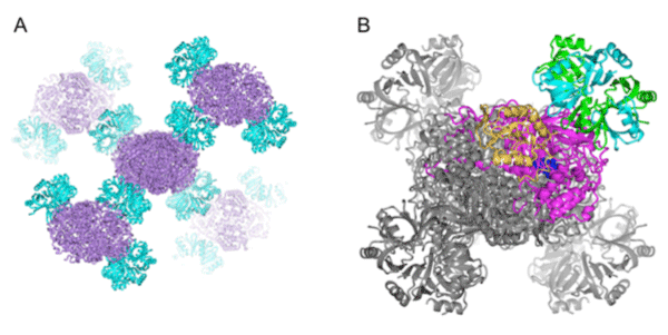 Fig. 3		Crystal structure of Hfq-catalase complex