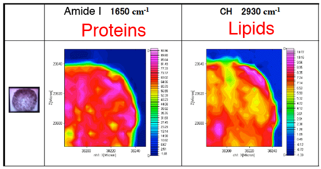 Fig. 1	Mapping of components in hair with round cross section