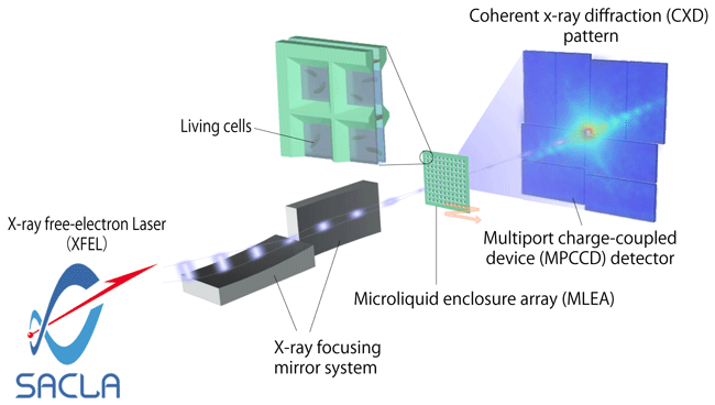 Fig. 1	Schematic of pulsed coherent X-ray solution scattering (PCXSS)