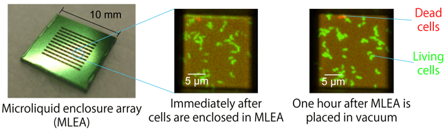 Fig. 2	Experimental results revealing that a microliquid enclosure array (MLEA) can maintain living cells in the natural state