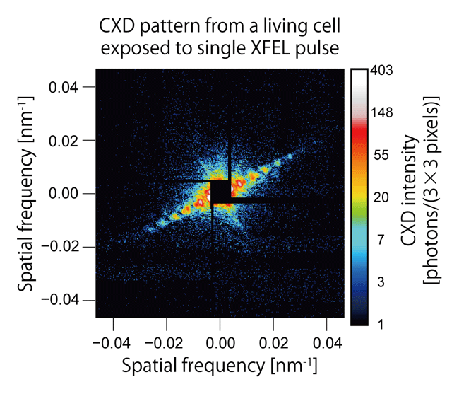 Fig. 3	CXD pattern from a living Microbacterium lacticum cell exposed to a single XFEL pulse