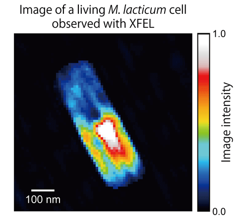 Fig. 4	Reconstructed image of a living M. lacticum cell, obtained by numerically analyzing CXD pattern measured using XFEL