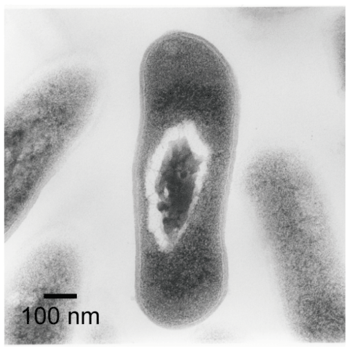 Fig. 5	Transmission electron microscopy image of a living M. lacticum cell