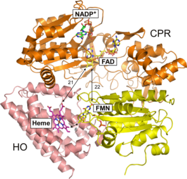 Figure 1 The structure of the redox complex of CPR and HO.