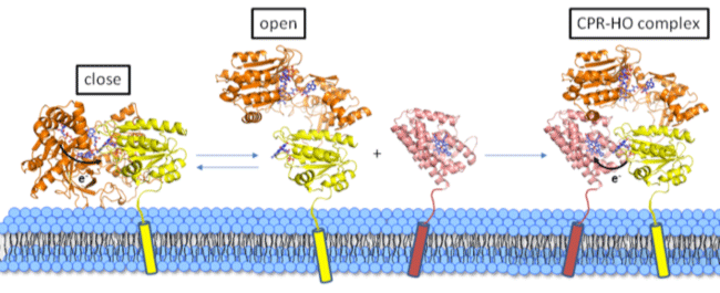 Figure 2 Dynamic conformation change of CPR followed by formation of CPR-HO complex.