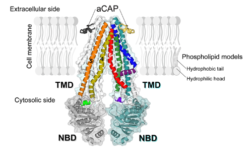 Fig. 1		Schematic drawing of crystal structure of CmABCB1