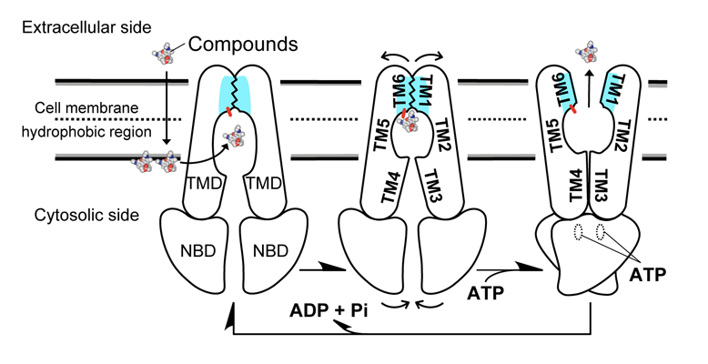 Fig. 2		Proposed multidrug efflux mechanism