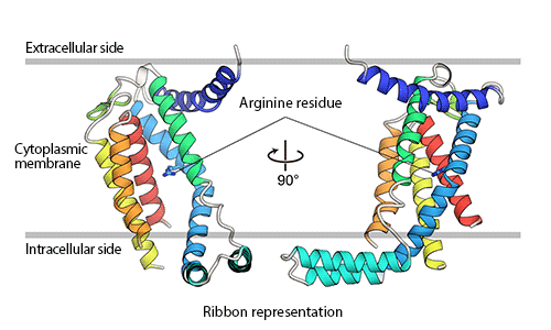 Fig. 1: The structure of YidC is represented by ribbon models.